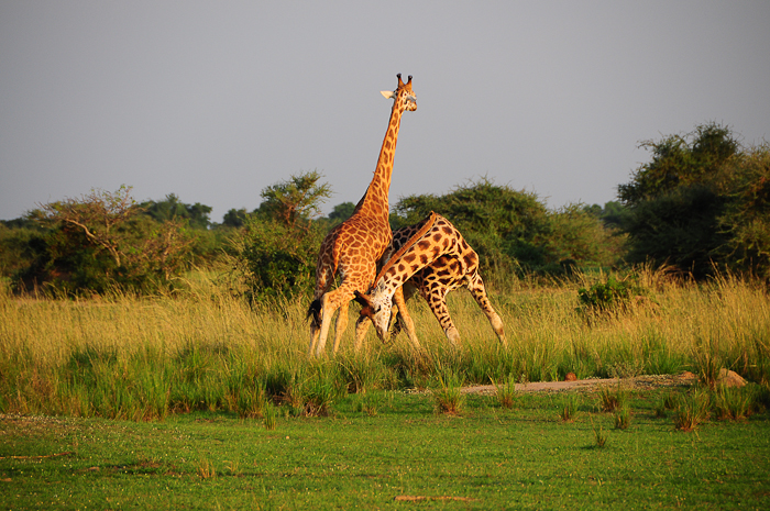 306 - Giraffes Murchison National Park DSC_0204